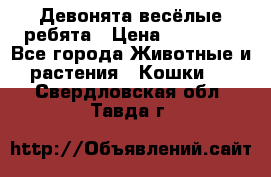 Девонята весёлые ребята › Цена ­ 25 000 - Все города Животные и растения » Кошки   . Свердловская обл.,Тавда г.